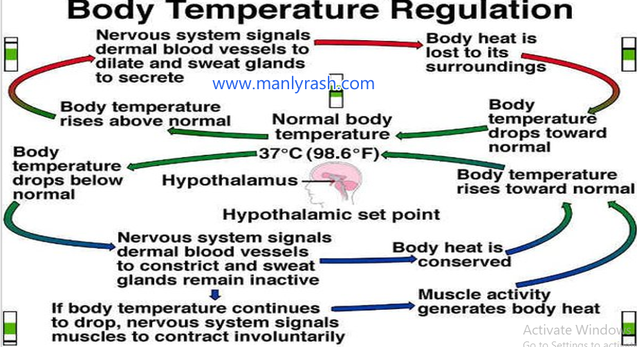 Which system helps regulate body temperature and water loss?