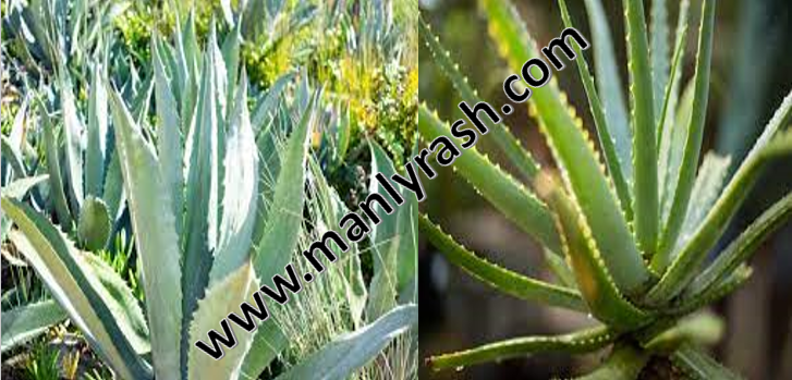 Benefits Of Aloe Vera Juice