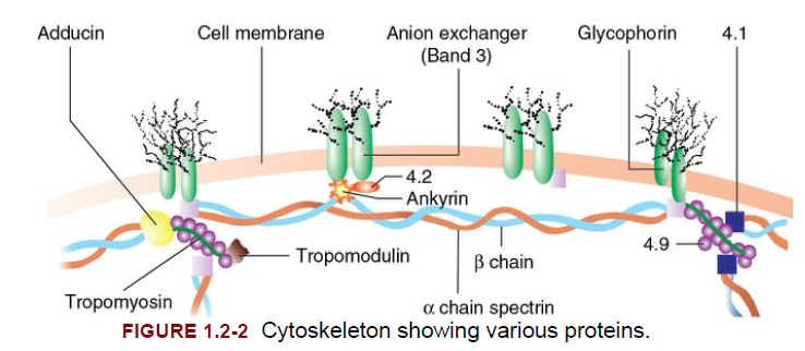 Cytoskeleton showing various proteins