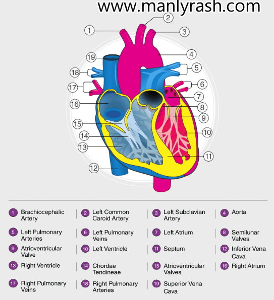 Different Parts Of Heart