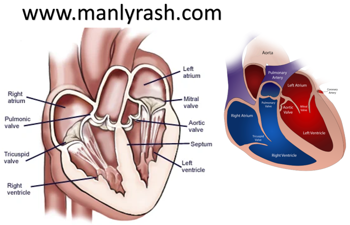Explanation of the four chambers, valves, and major blood vessels