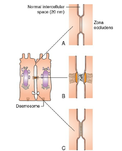 Schematic diagram of a cell showing various intracllular junctions