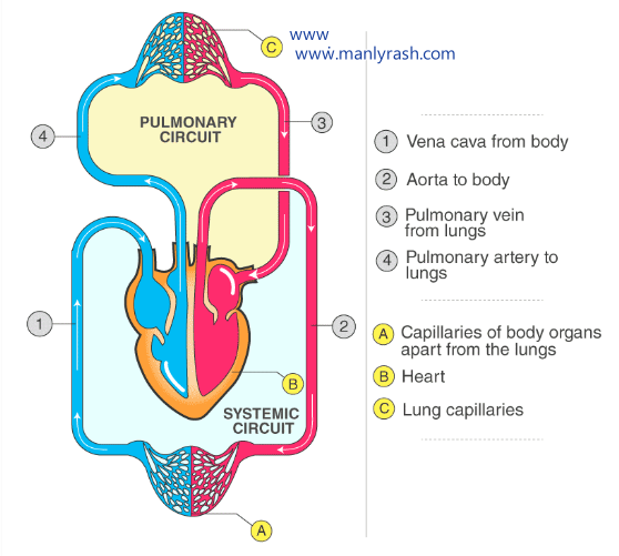 Systemic and Pulmonary blood Circulation