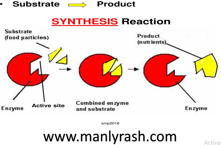 Enzyme Synthesis